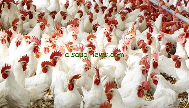 بورصة الدواجن اليوم أسعار الفراخ البيضاء الثلاثاء 28 يناير 2025 وفي الأسواق المحلية