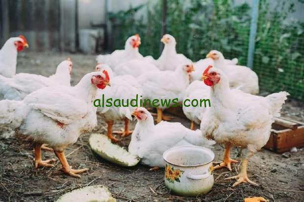 أسعار الفراخ البيضاء اليوم الإثنين 10 فبراير 2025 وأسعار البيض في الأسواق المصرية