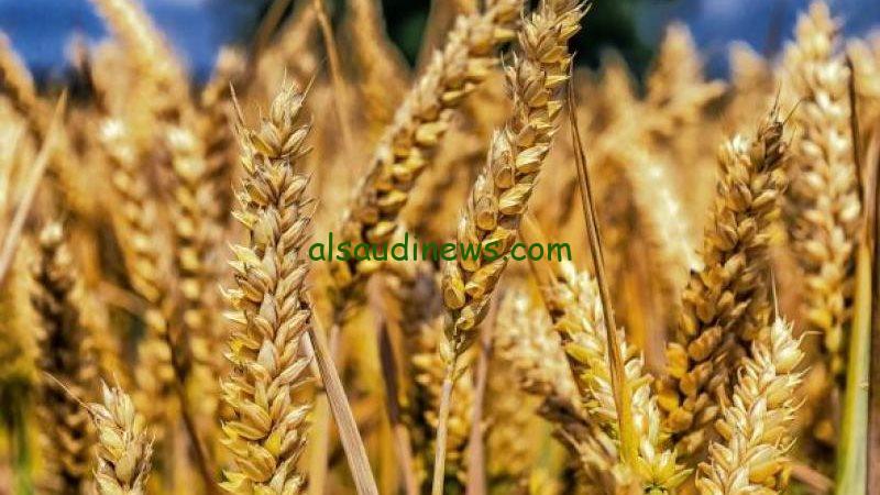 “بكام الحبه العريضة” سعر طن الأرز الشعير اليوم الثلاثاء 4 فبراير 2025 في الأسواق التجارية والمحلية