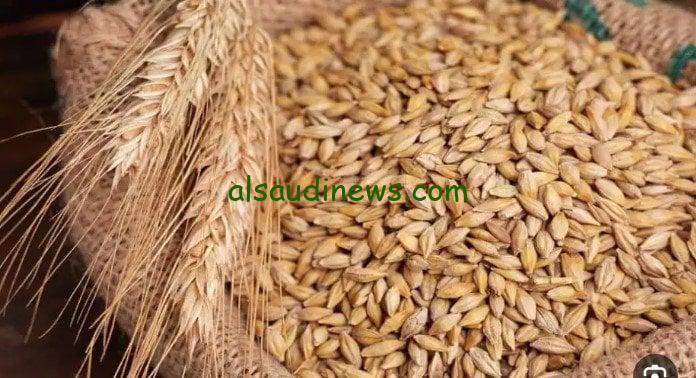 “الطن بكام” سعر طن الأرز الشعير اليوم السبت 15 فبراير 2025 في الأسواق المحلية