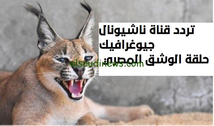 نزلها وتابع حلقة الوشق .. تردد قناة ناشيونال جيوغرافيك ابو ظبي الجديد 2025 على جميع الاقمار الصناعية