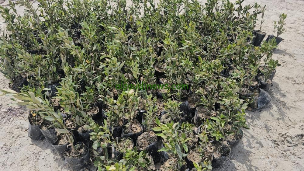 زراعة ثلاثة ملايين شجرة مانجروف في محمية الجبيل للأحياء البحرية