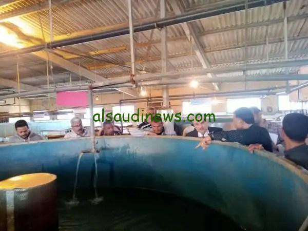 جهاز حماية البحيرات: المفرخات السمكية تعزز أفضل الممارسات البيئية لضمان جودة عالية للأسماك