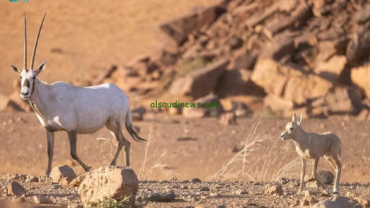 رصد ولادة المها العربي في متنزه القصيم الوطني يعكس جهود حماية الحياة الفطرية