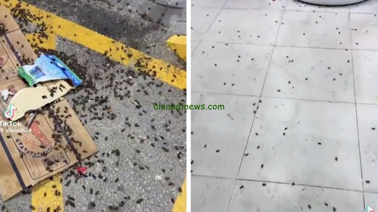 رصد انتشار خنافس نافعة تعزز التوازن البيئي في المملكة وطرق التعامل معها
