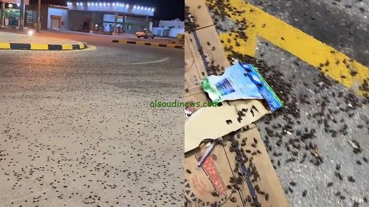 أستاذ المناخ يحذر من الإضاءة لجعل المناطق السكانية أقل جذبًا للخنافس والعناكب