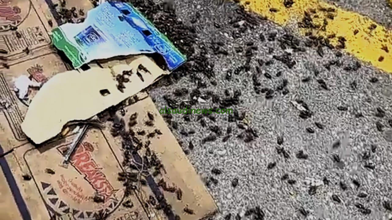 حفر الباطن تواجه غزو حشرة حبة القهوة المدمرة للأشجار وسط قلق الأهالي