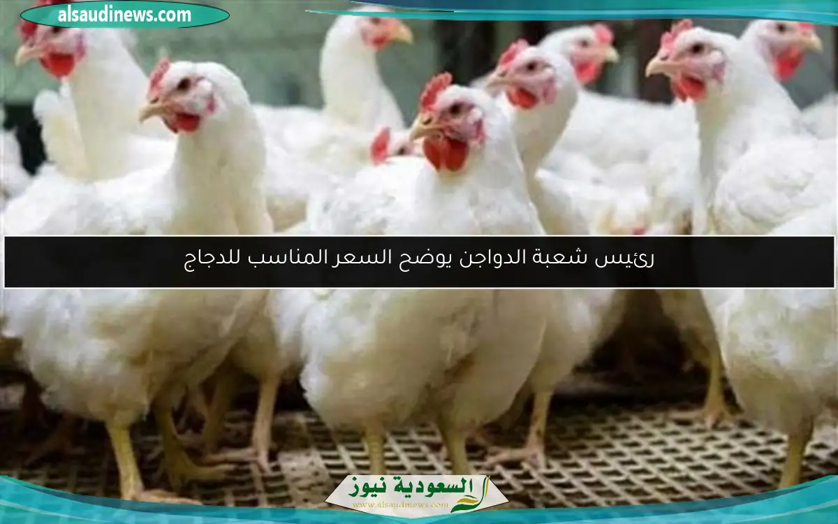 رئيس شعبة الدواجن يوضح السعر المناسب للدجاج
