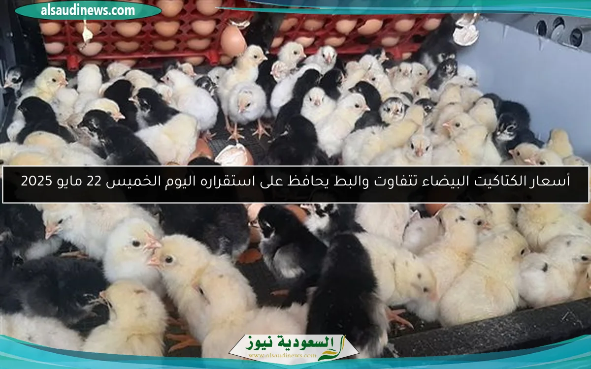 أسعار الكتاكيت البيضاء تتفاوت والبط يحافظ على استقراره اليوم الخميس 22 مايو 2025