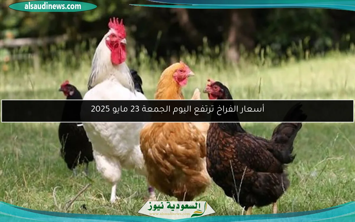 أسعار الفراخ ترتفع اليوم الجمعة 23 مايو 2025