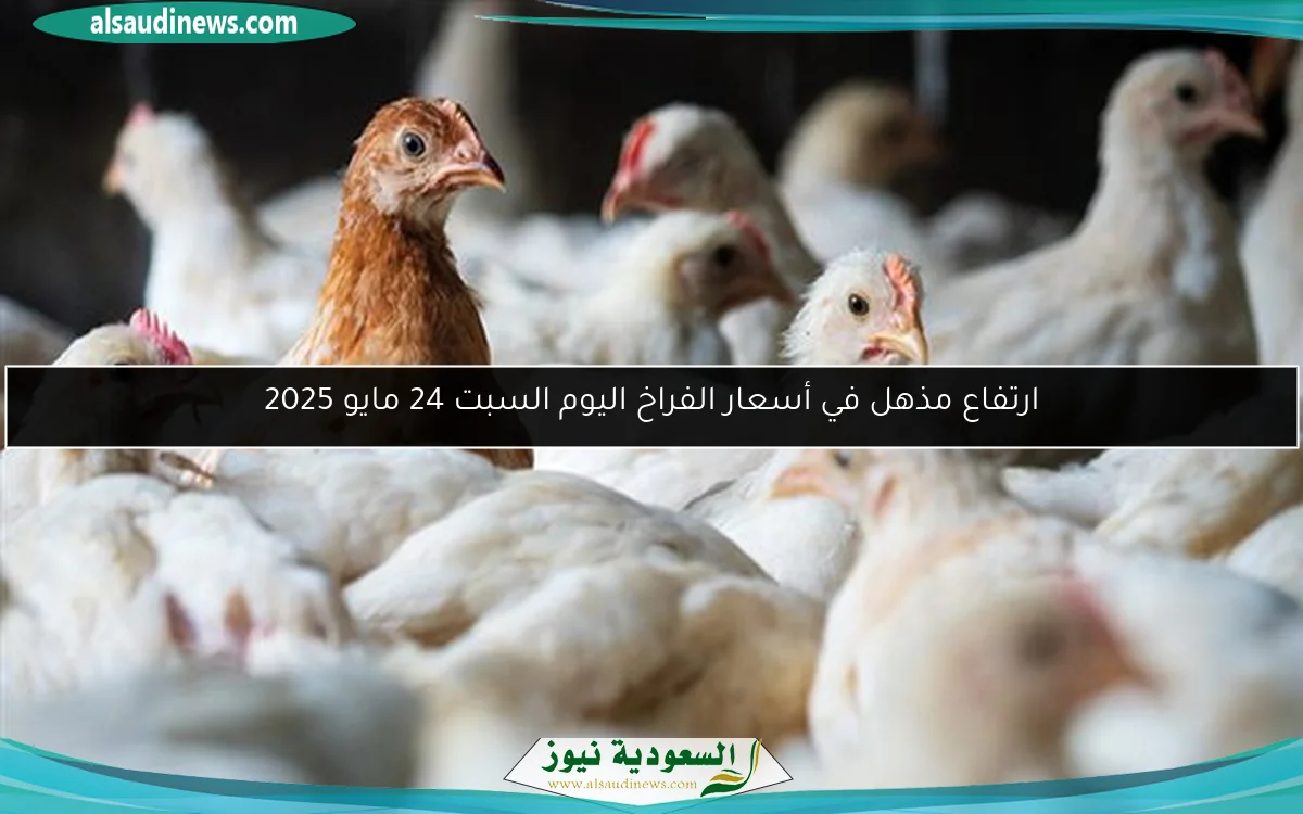 ارتفاع مذهل في أسعار الفراخ اليوم السبت 24 مايو 2025
