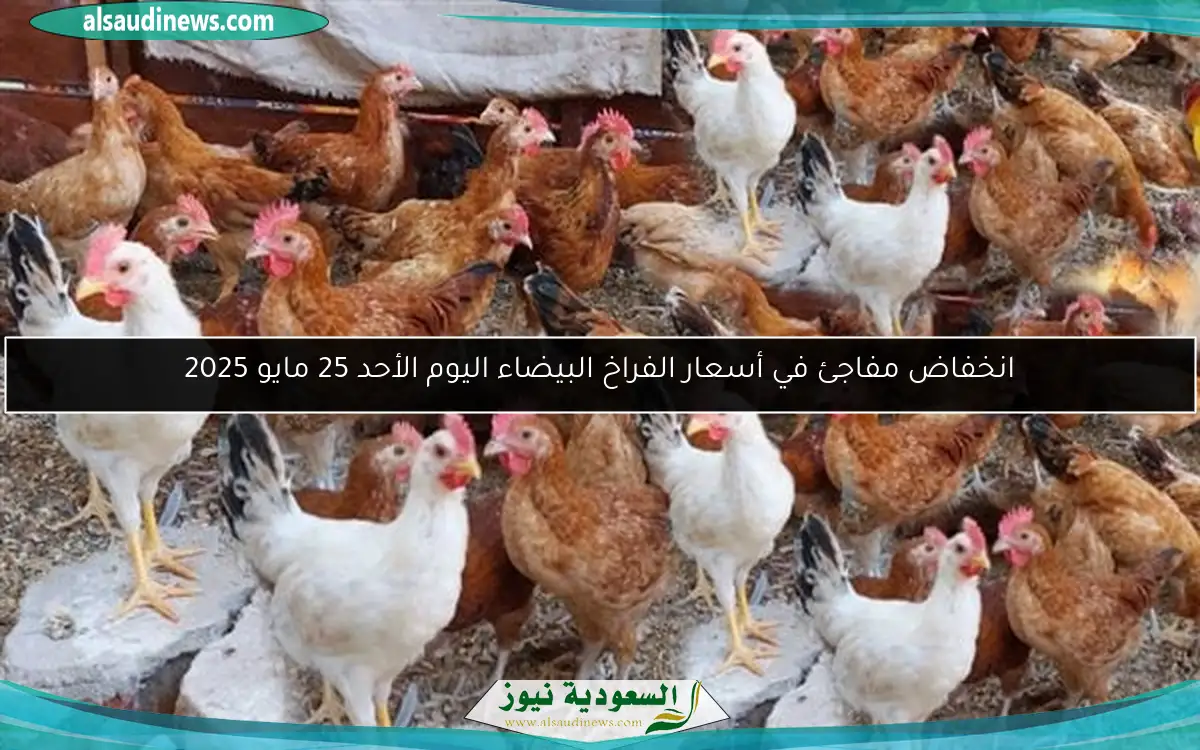 انخفاض مفاجئ في أسعار الفراخ البيضاء اليوم الأحد 25 مايو 2025