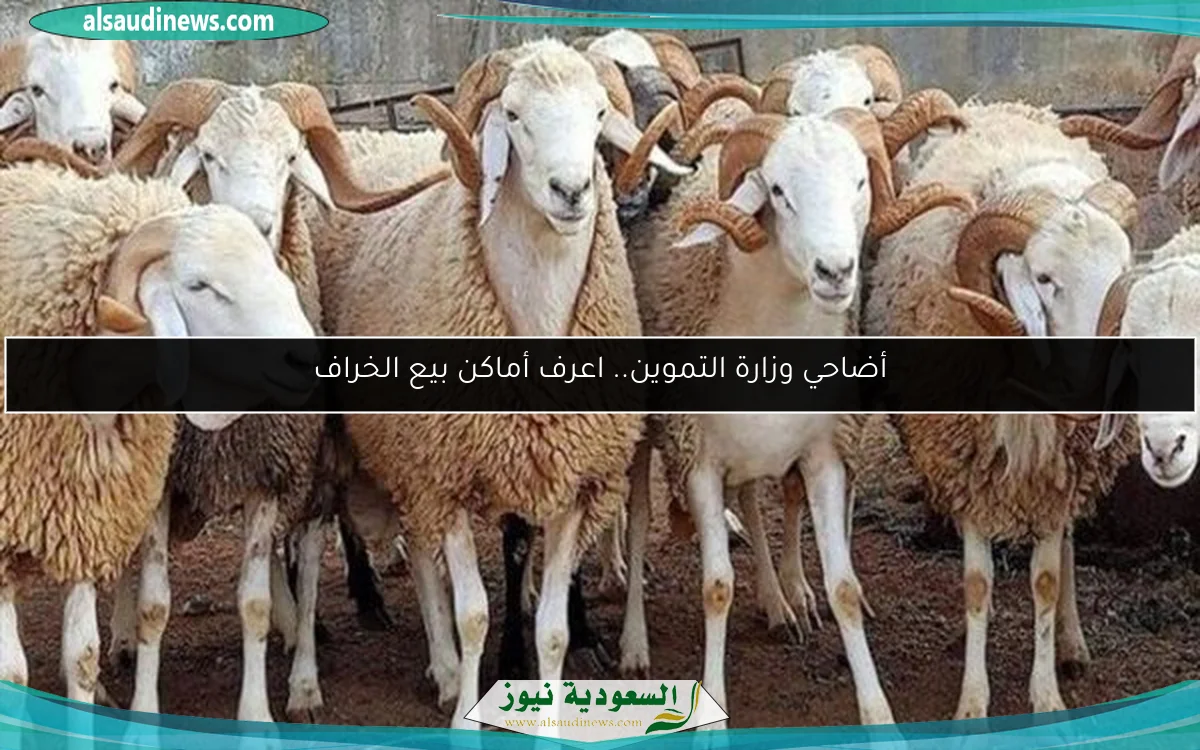 أضاحي وزارة التموين.. اعرف أماكن بيع الخراف