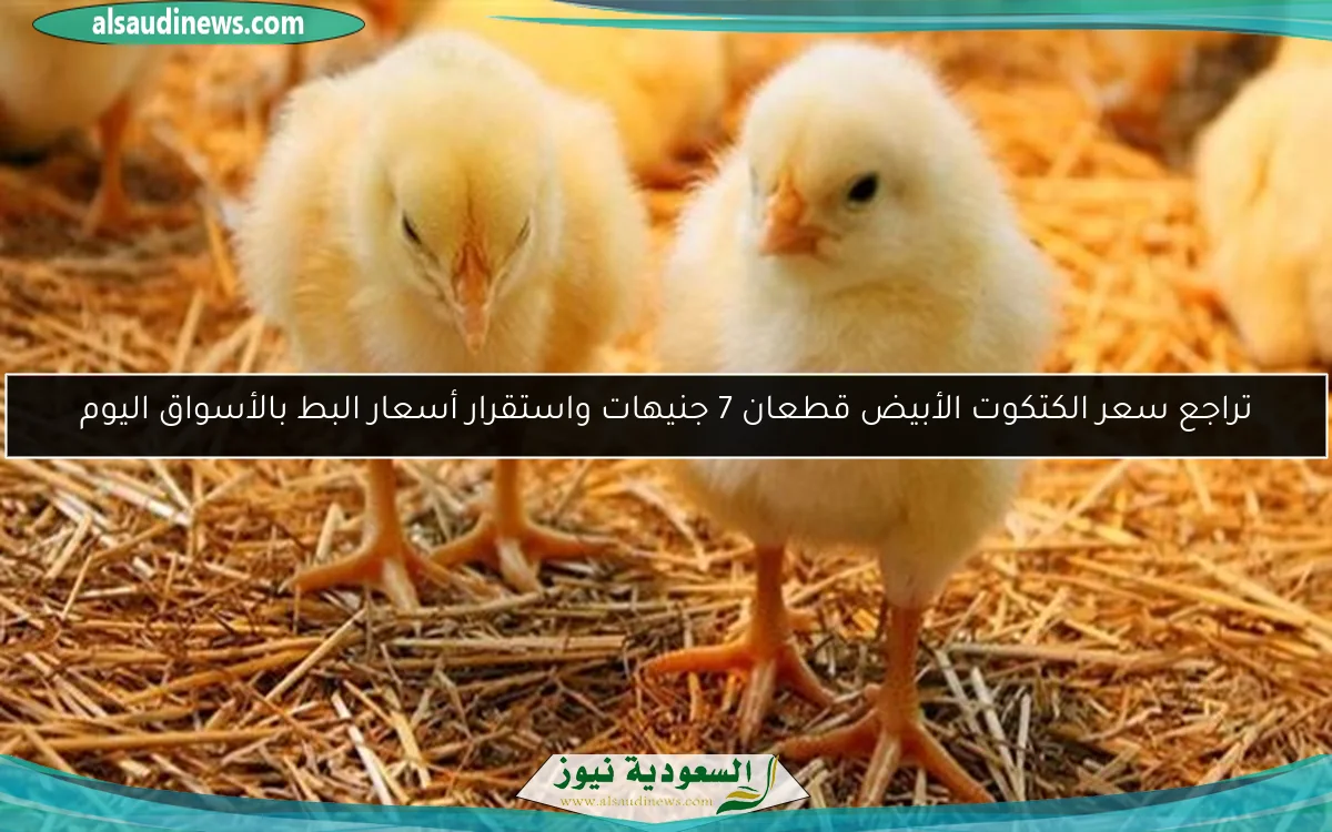 تراجع سعر الكتكوت الأبيض قطعان 7 جنيهات واستقرار أسعار البط بالأسواق اليوم