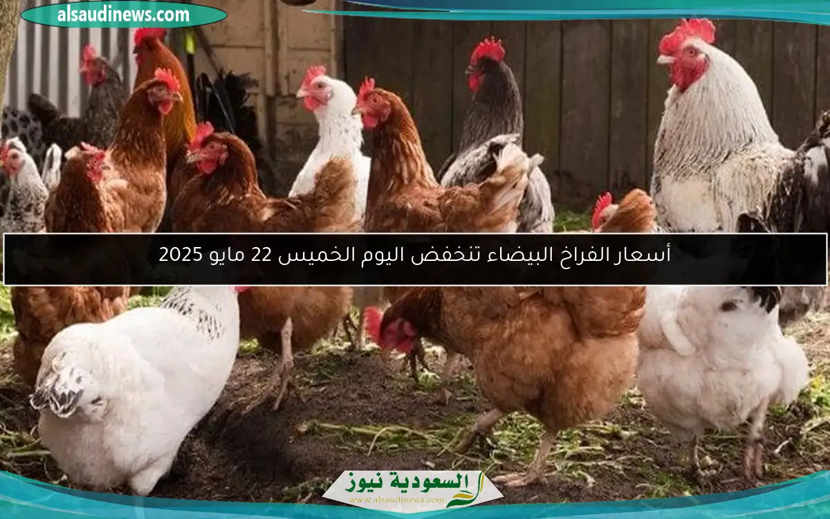 أسعار الفراخ البيضاء تنخفض اليوم الخميس 22 مايو 2025
