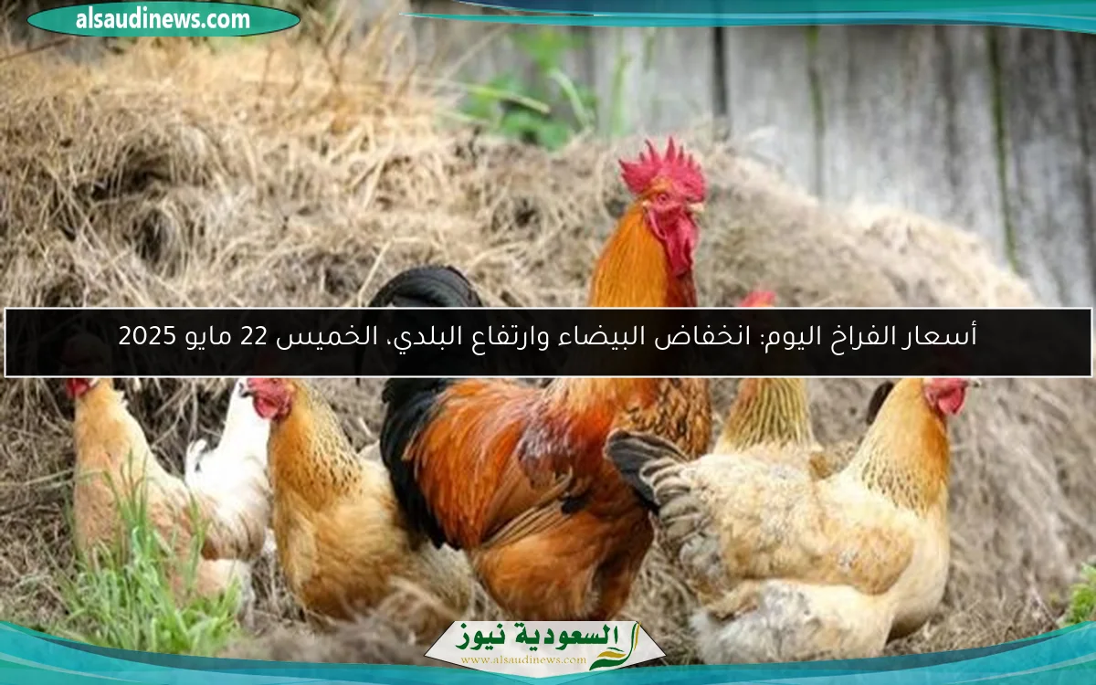 أسعار الفراخ اليوم: انخفاض البيضاء وارتفاع البلدي، الخميس 22 مايو 2025