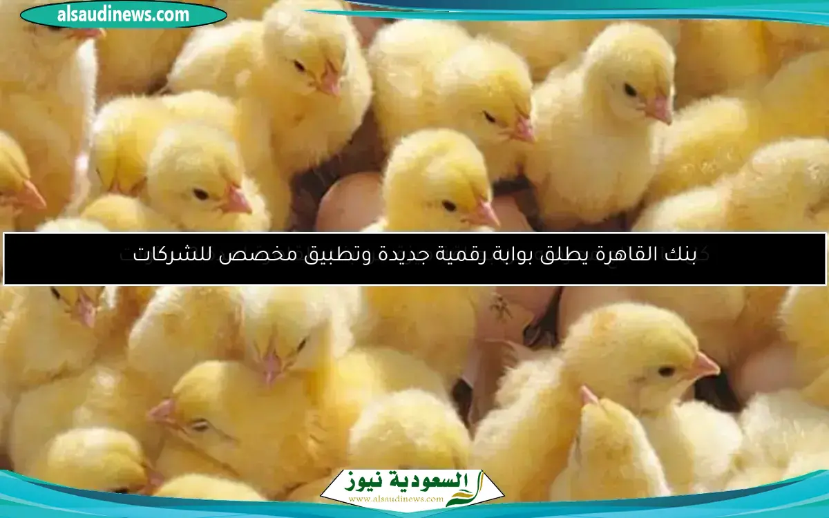 لغير العملاء، دليل الاشتراك السهل في المحفظة المالية ببنك القاهرة