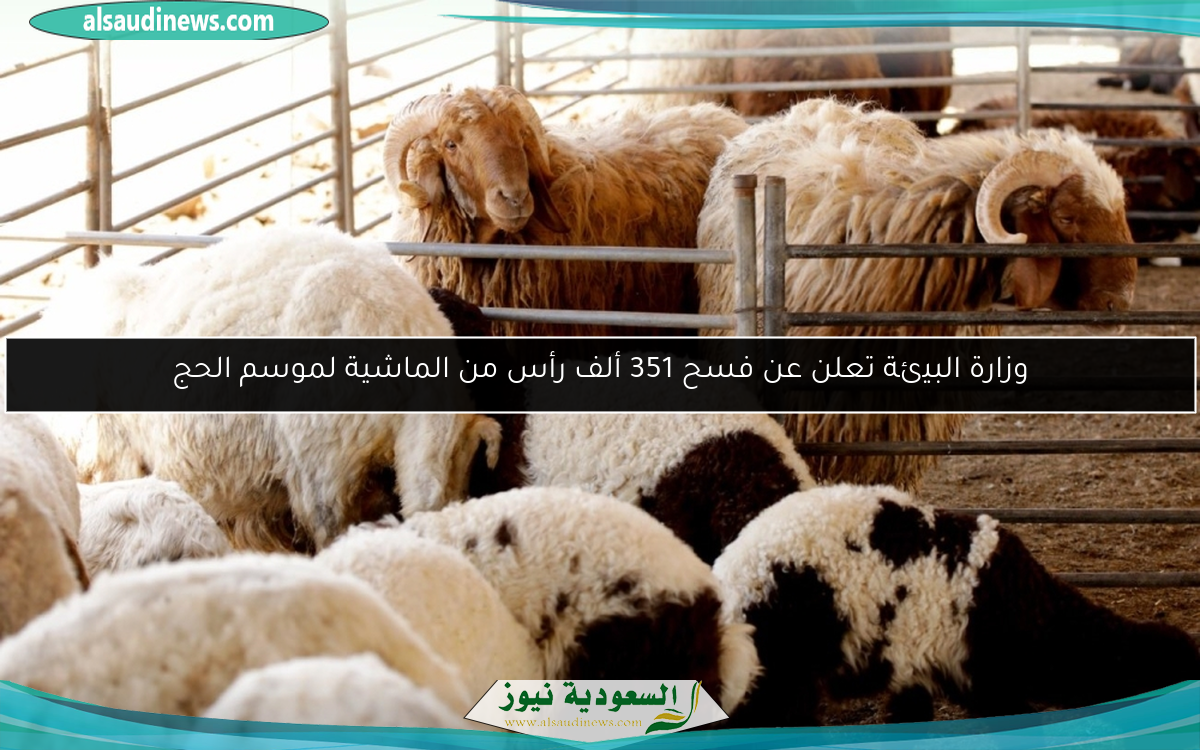 وزارة البيئة تعلن عن فسح 351 ألف رأس من الماشية لموسم الحج
