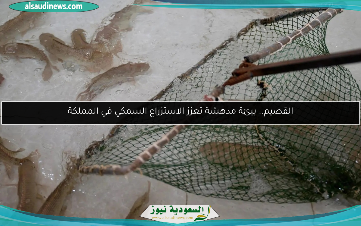 القصيم.. بيئة مدهشة تعزز الاستزراع السمكي في المملكة