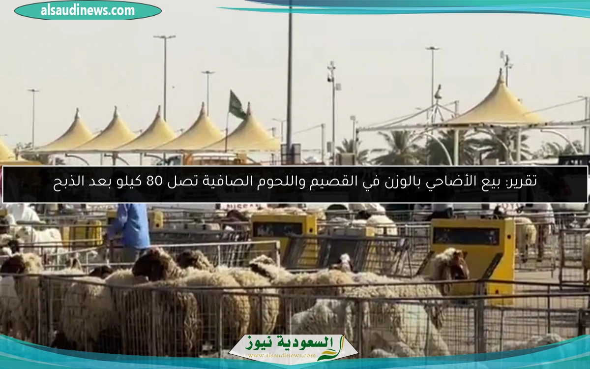 تقرير: بيع الأضاحي بالوزن في القصيم واللحوم الصافية تصل 80 كيلو بعد الذبح