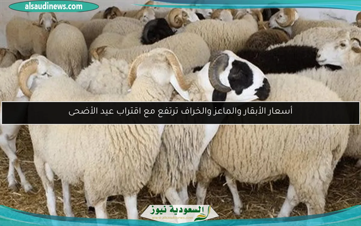 تعرف على أسعار كيلو السكر في السوق اليوم بأسعار منافسة