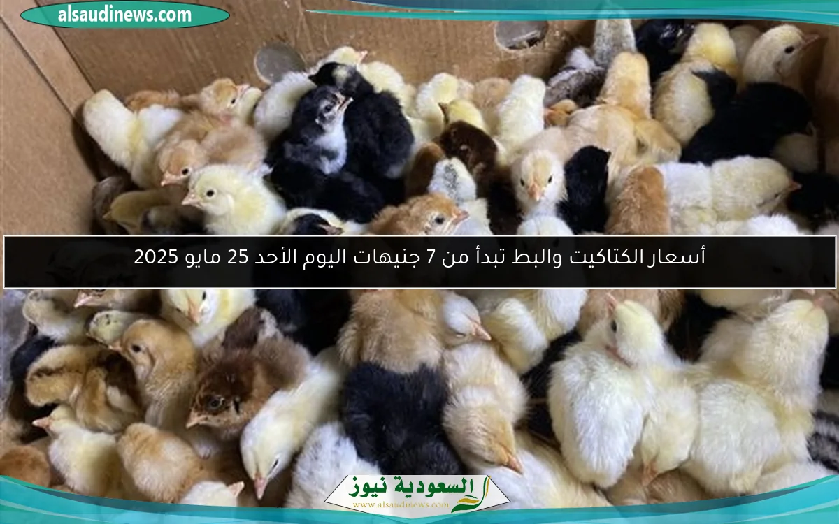 أسعار الكتاكيت والبط تبدأ من 7 جنيهات اليوم الأحد 25 مايو 2025
