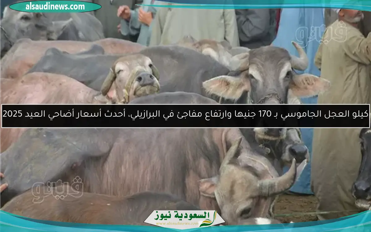 كيلو العجل الجاموسي بـ 170 جنيها وارتفاع مفاجئ في البرازيلي، أحدث أسعار أضاحي العيد 2025