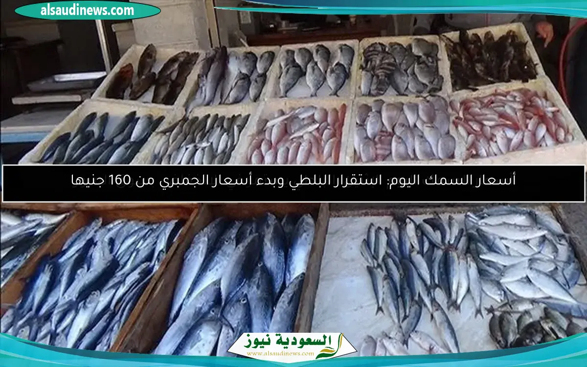 أسعار السمك اليوم: استقرار البلطي وبدء أسعار الجمبري من 160 جنيها
