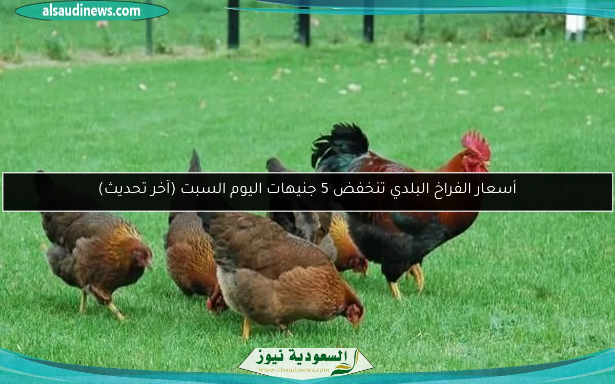 أسعار الفراخ البلدي تنخفض 5 جنيهات اليوم السبت (آخر تحديث)