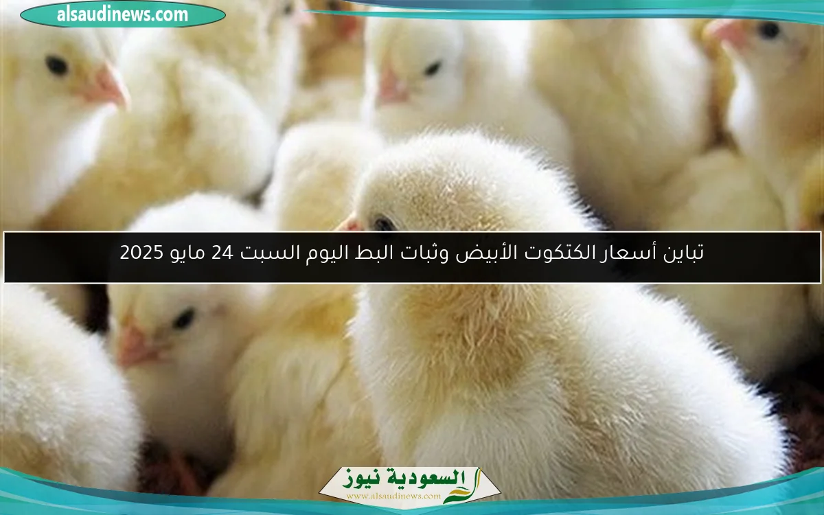 تباين أسعار الكتكوت الأبيض وثبات البط اليوم السبت 24 مايو 2025