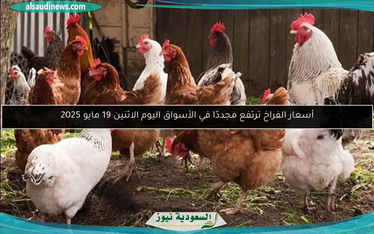 أسعار الفراخ ترتفع مجددًا في الأسواق اليوم الاثنين 19 مايو 2025