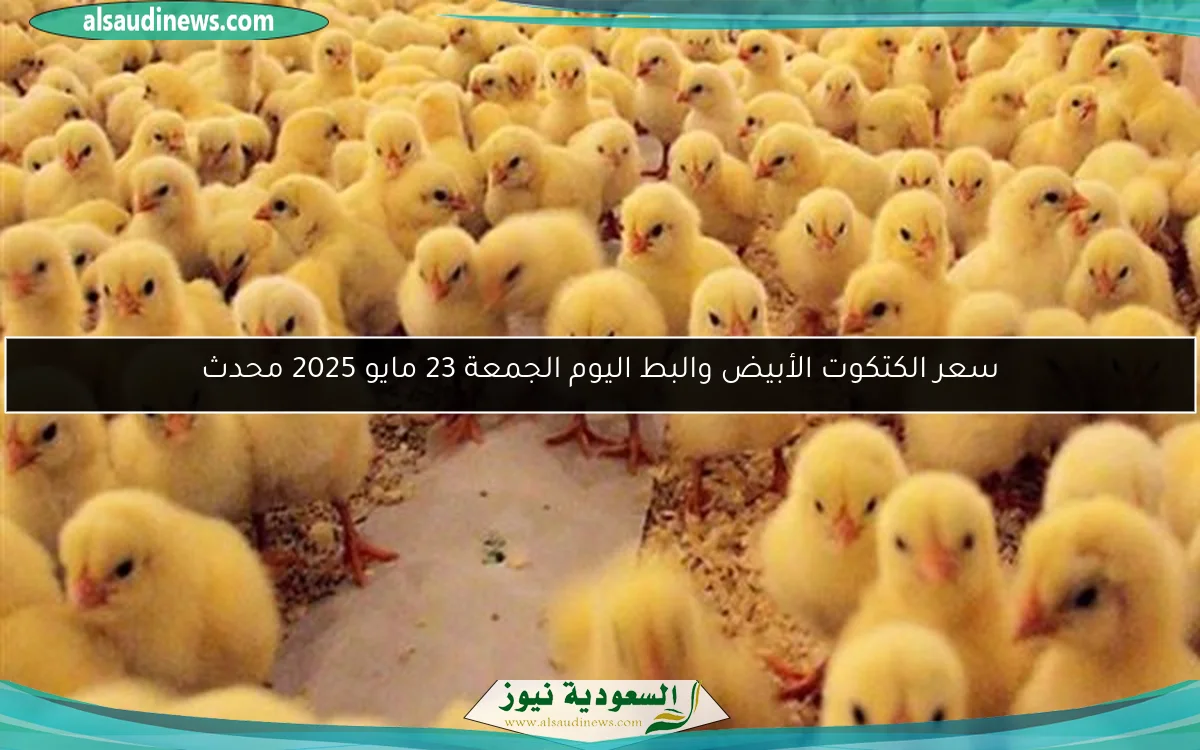 سعر الكتكوت الأبيض والبط اليوم الجمعة 23 مايو 2025 محدث