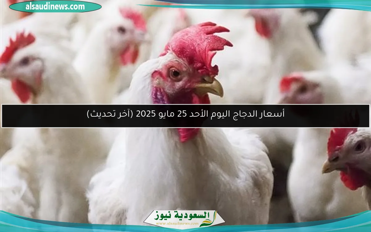 أسعار الدجاج اليوم الأحد 25 مايو 2025 (آخر تحديث)