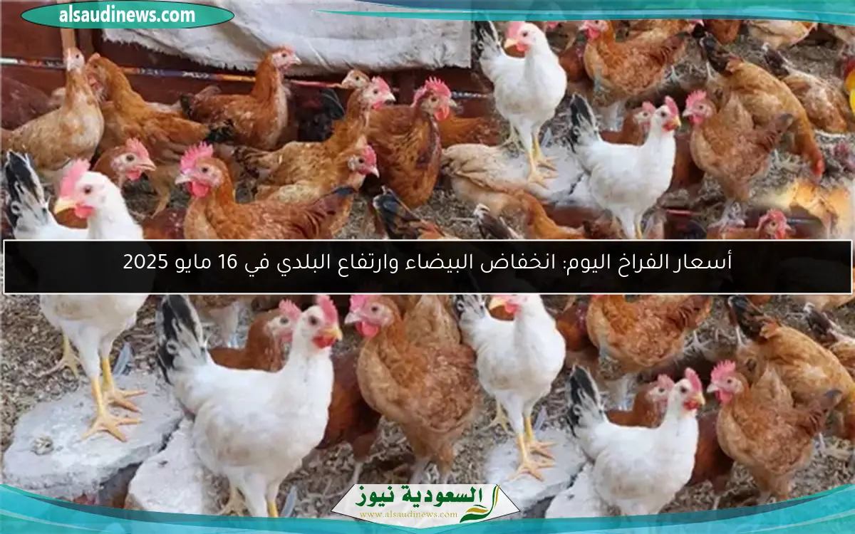 أسعار الفراخ اليوم: انخفاض البيضاء وارتفاع البلدي في 16 مايو 2025