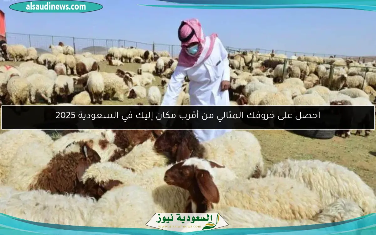 خرفان بدر تتألق في سوق حي بدر .. أماكن بيعها في السعودية 2025