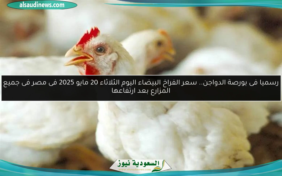 رسميا فى بورصة الدواجن.. سعر الفراخ البيضاء اليوم الثلاثاء 20 مايو 2025 فى مصر فى جميع المزارع بعد ارتفاعها