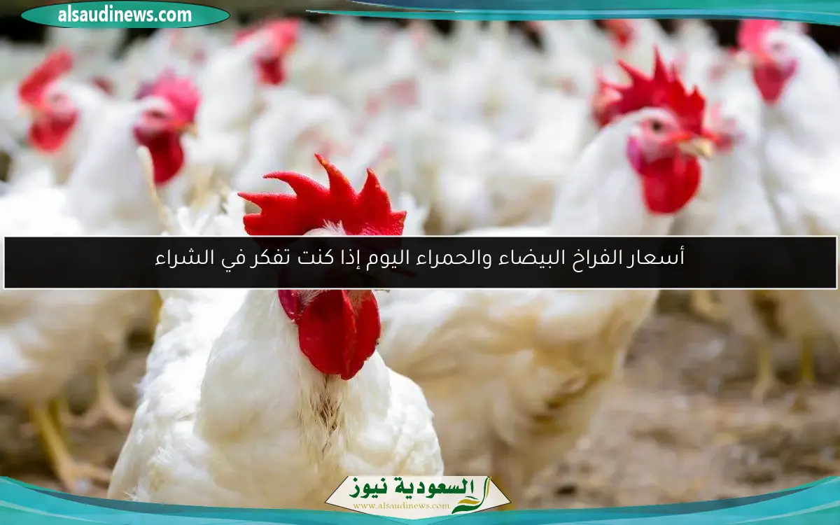 أسعار الفراخ البيضاء والحمراء اليوم إذا كنت تفكر في الشراء